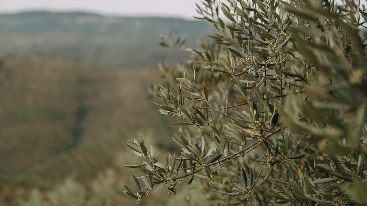 agriges olivo|fioritura|vigore pianta|cascola fiorale|ton ha|resa olio